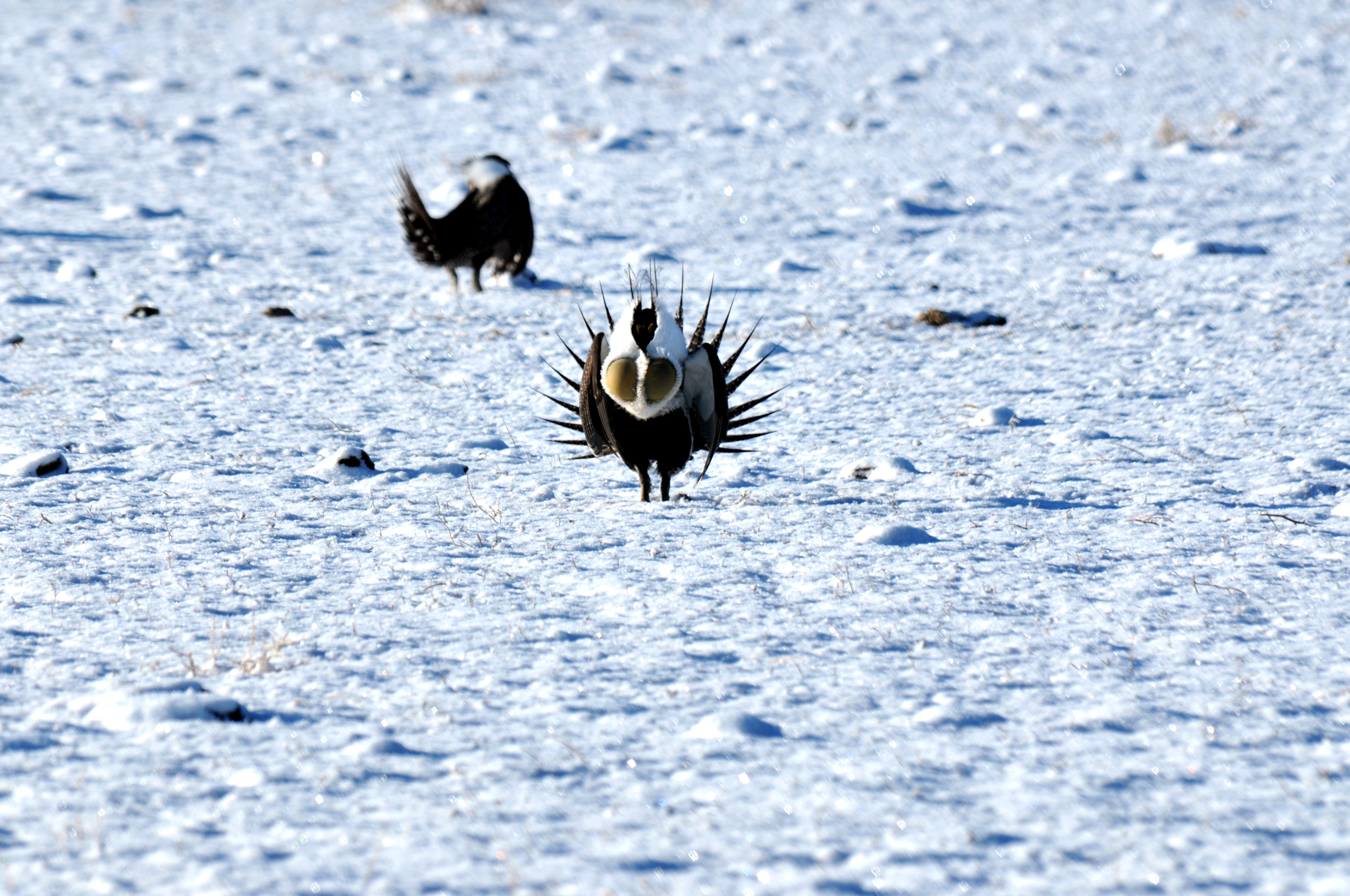 sagegrouse_snowstrut_kimtoulouse.jpg