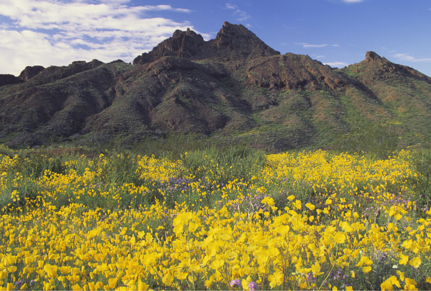 pinto_flowers1_beffort.jpg