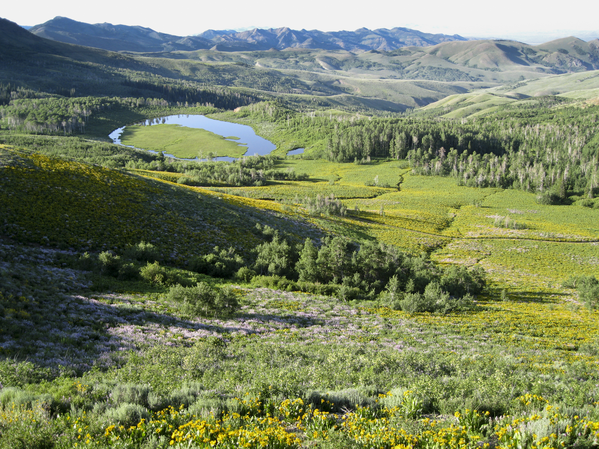 jarbidge1_ldwyer.jpg jarbidge1_ldwyer.jpg