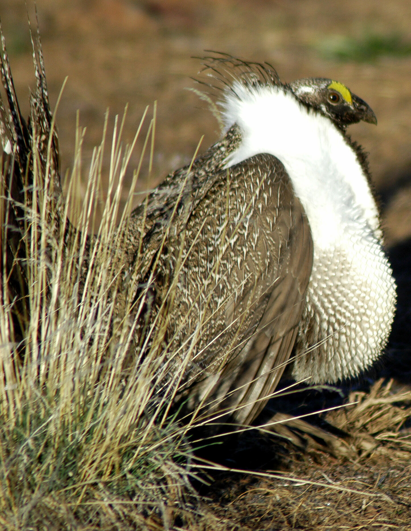 sagegrouse_grassstrut_kimtoulouse.JPG sagegrouse_grassstrut_kimtoulouse.jpg