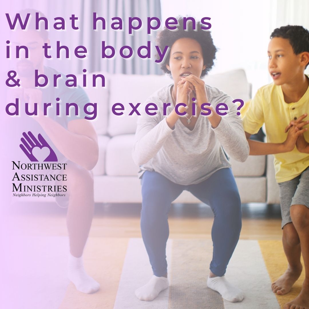 What happens in the body and brain during exercise?