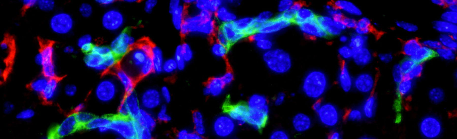 Harness the potential of stem cell medicine