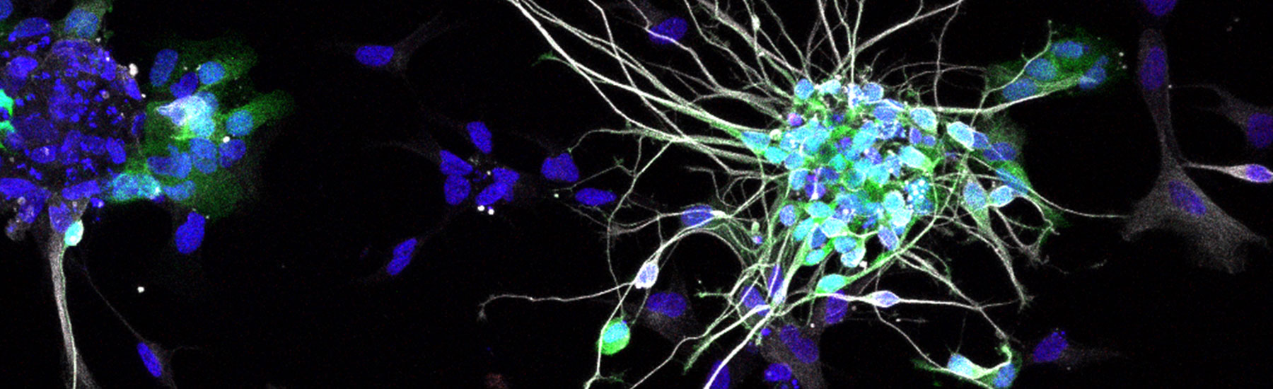 Fund the next phase of stem cell research