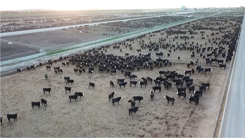 NZ’s dairy problem: Growing crops to feed animals to feed humans was never economic