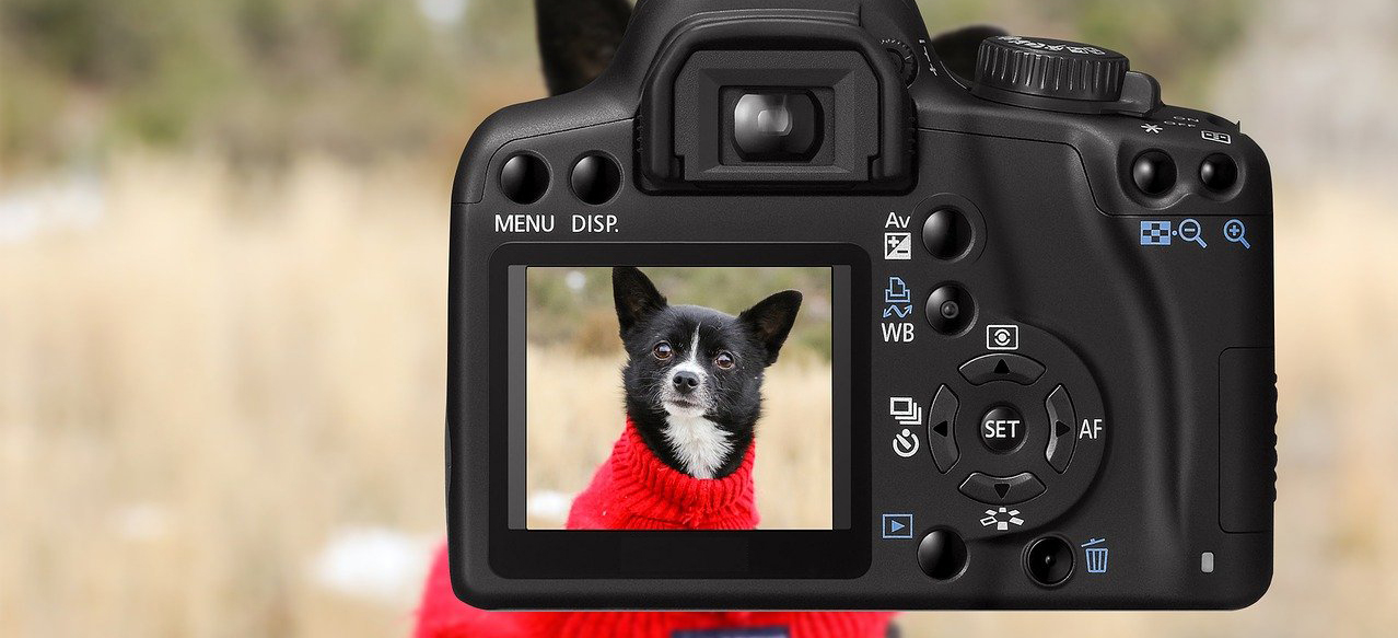 Donate Camera to Nonprofit Charity Pawsitivity Service Dogs