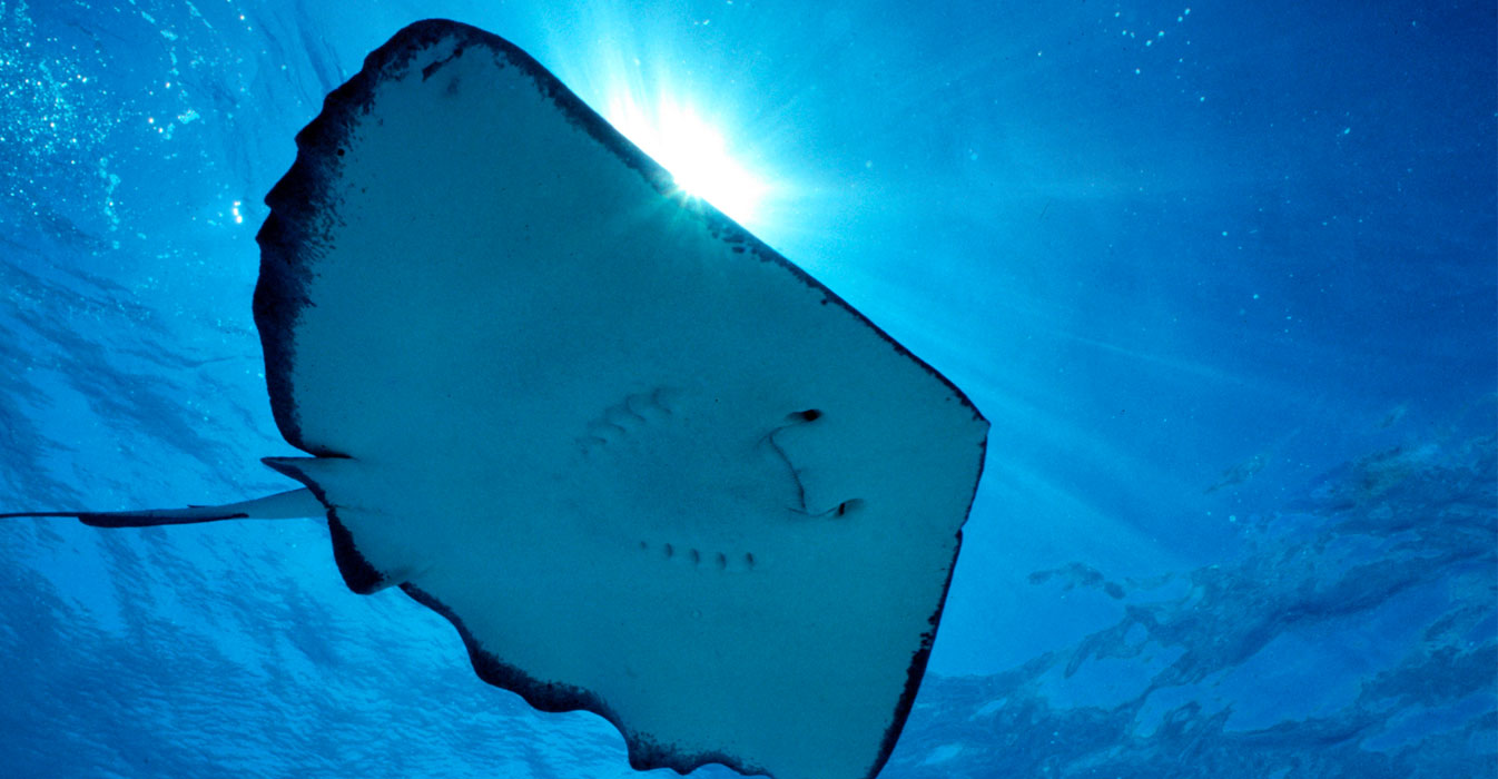 Stingray behavior picture
