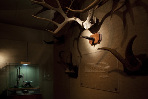 Collection of horns at the Museum of Jurassic Technology - Credit MJT.
