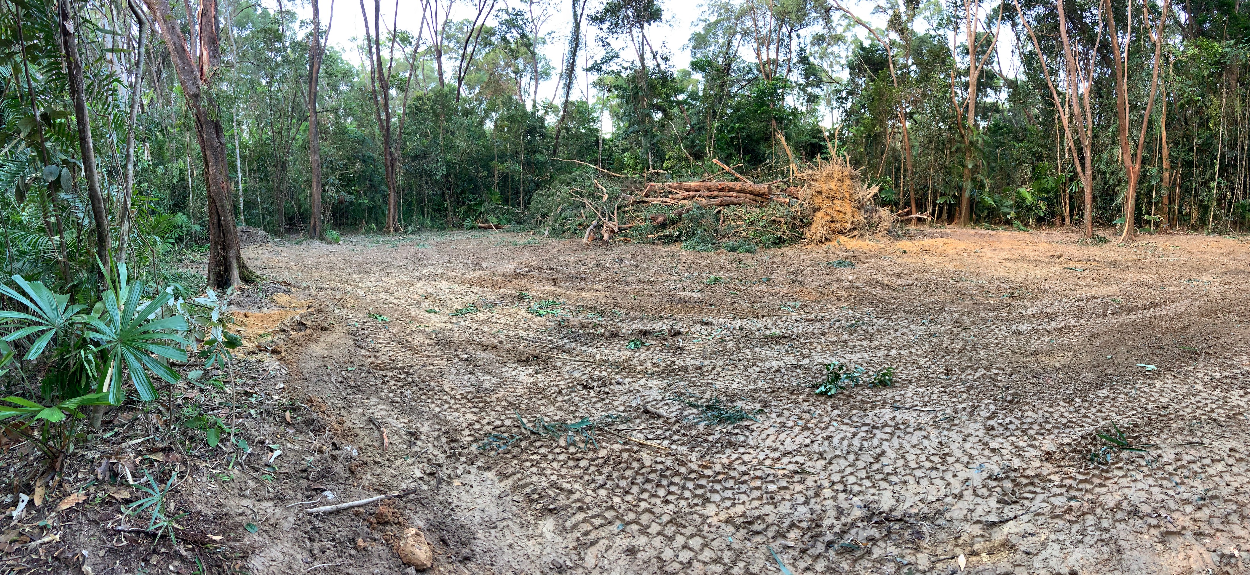 Land Clearing in the Daintree Must be Stopped Rainforest 4