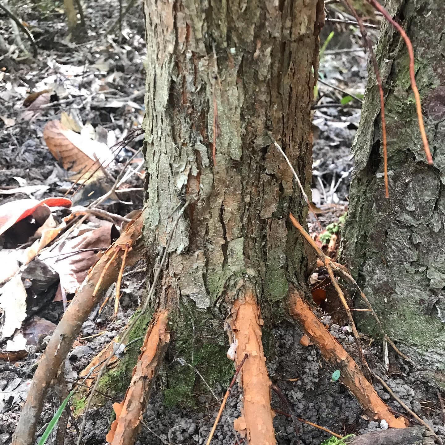 Daintree Rainforest plants Rainforest 4