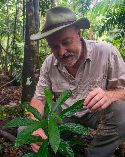 Daintree Rainforest plants Rainforest 4