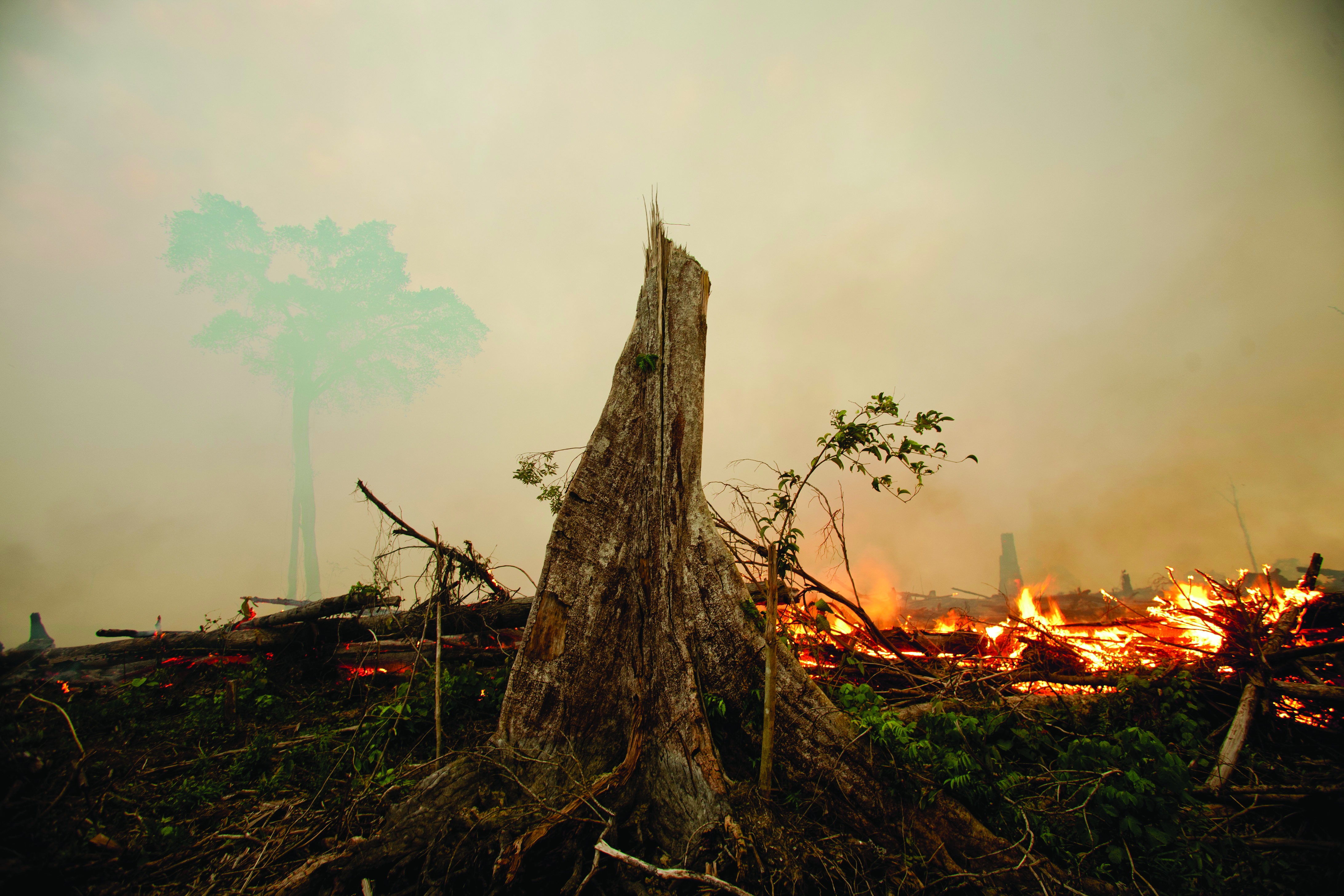 fire_haze_rainforest_(2).jpg