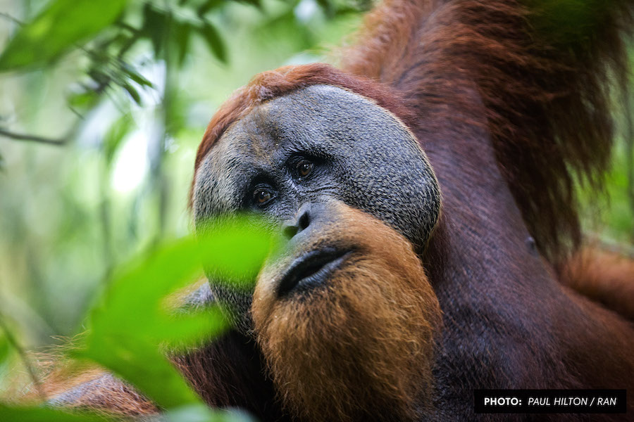 Orang_Face_Front_Leaf.jpg