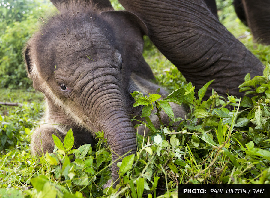 Baby_Elephant_Front.jpg