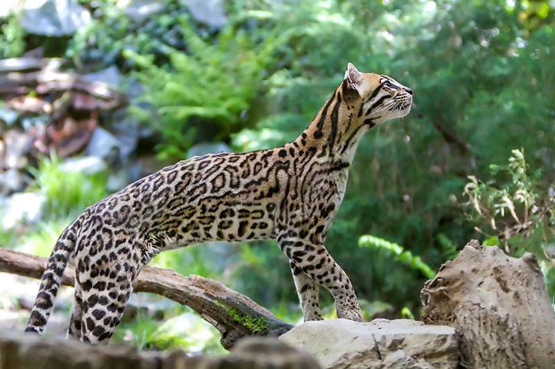 rio_grand_ocelot.jpg
