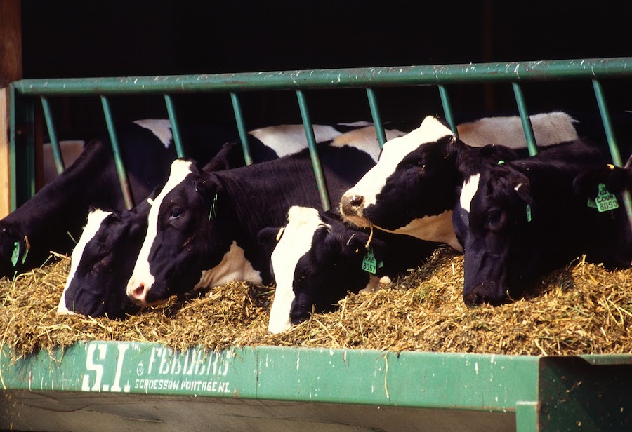Palm_in_feed_HolsteinCows_Agricultural_Research_Service_Tyson12.jpg