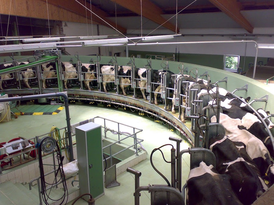 Mechanized_Cows_Melkkarussell_-_Gunnar_Richter__Tyson9.jpg
