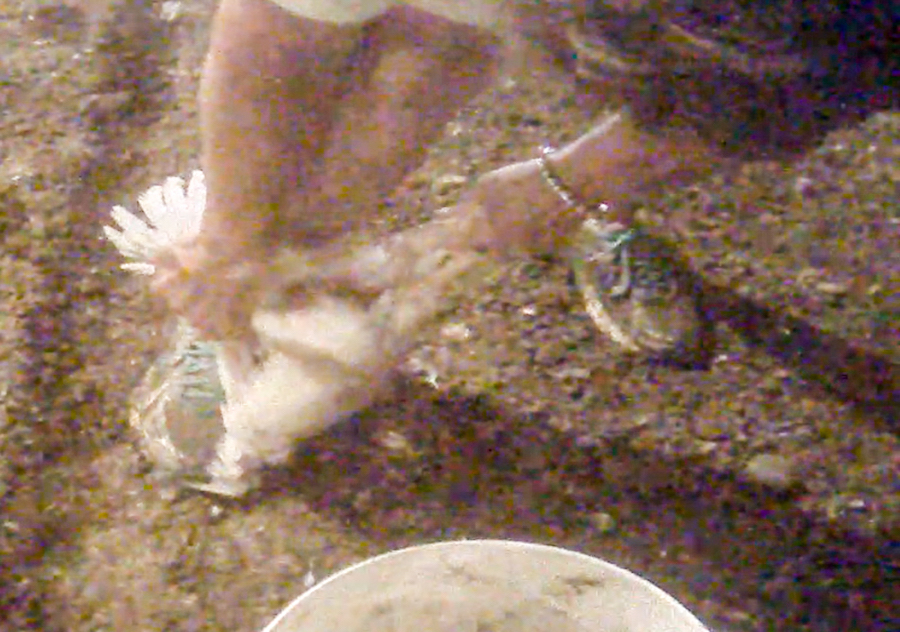 11_-_TandSFarmPhoto_-_photo_-_Mercy_for_Animals.jpg