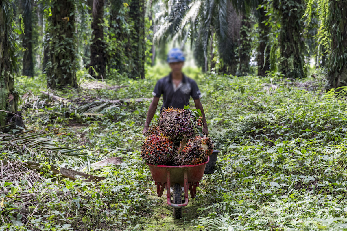 _A_worker_transports_fresh_fruit_bunches_to_a_collection_point_in_PT._London_Sumatra_Plantation._North_Sumatra.jpg