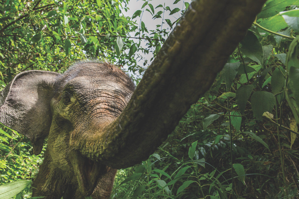 Screaming_Elephant.jpg