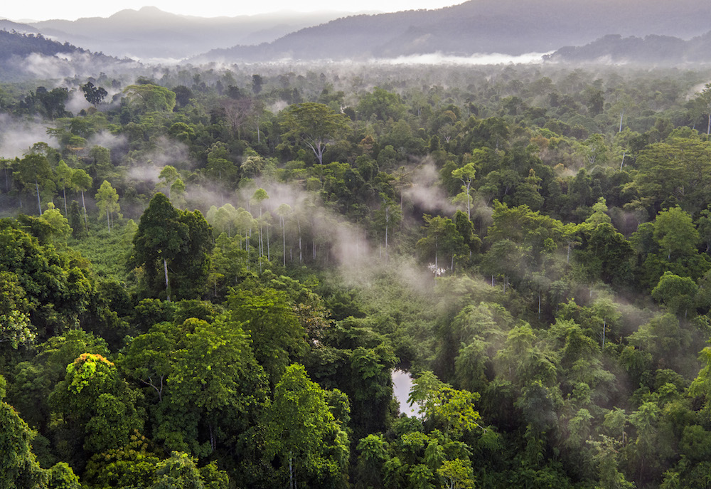 Act Now to Support Leuser Ecosystem Protections