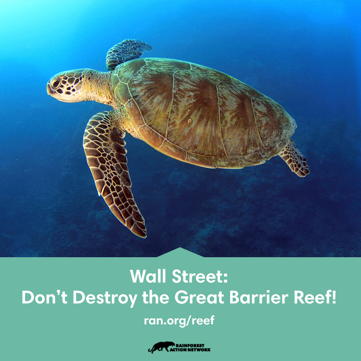 Reef_720x720.jpg Reef_720x720.jpg
