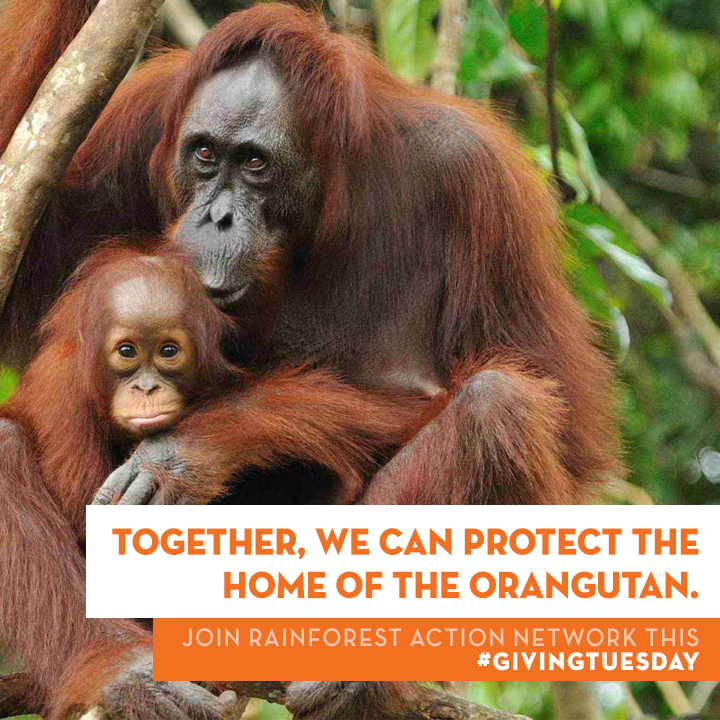 GivingTuesday_-_Orangutan.png