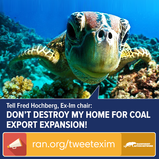 EXIM_TweetStorm_Turtle.png