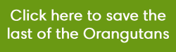 orangutan_button.png