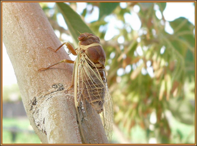 cicada2cd.jpg