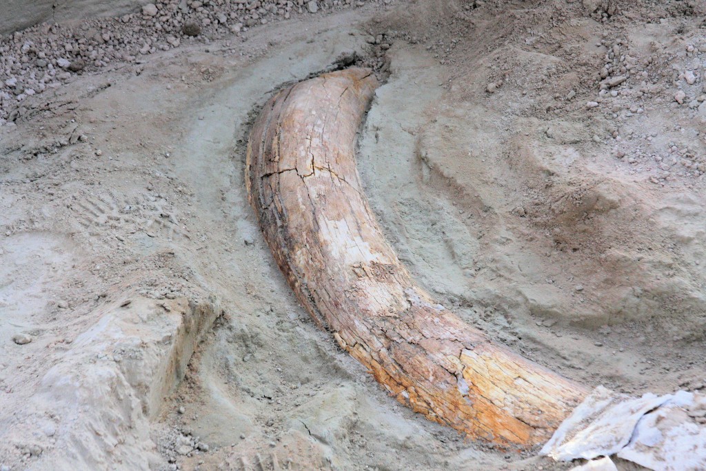 Tule_Springs_fossils-1024x683.jpg