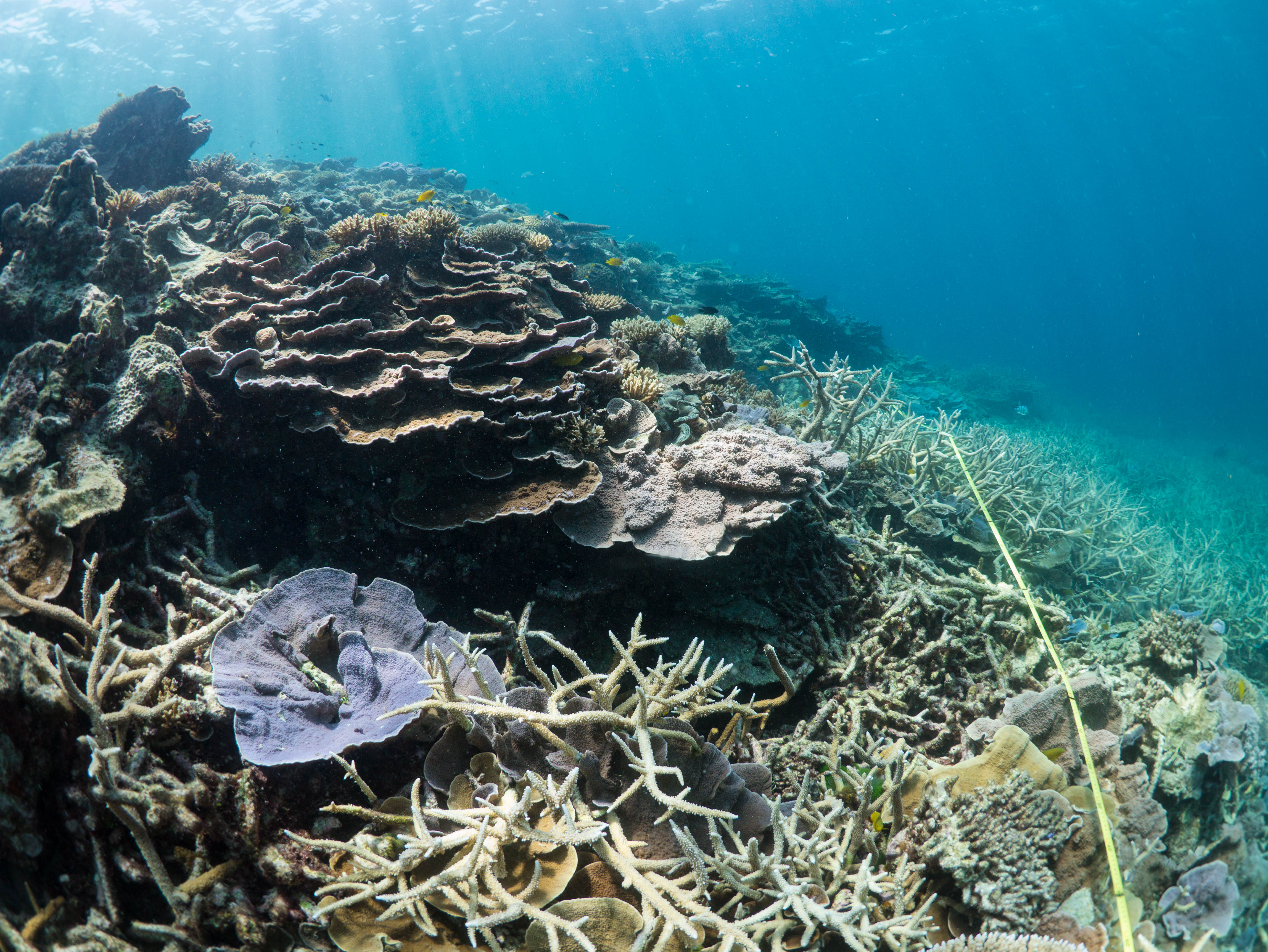 Its all happening on Heron Island Reef Check Australia