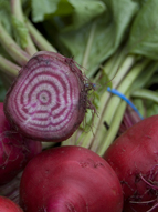 beet.jpg beet.jpg