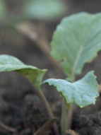 brassica.png brassica.png