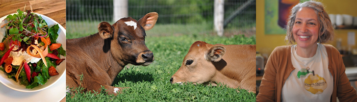 cow.jpg