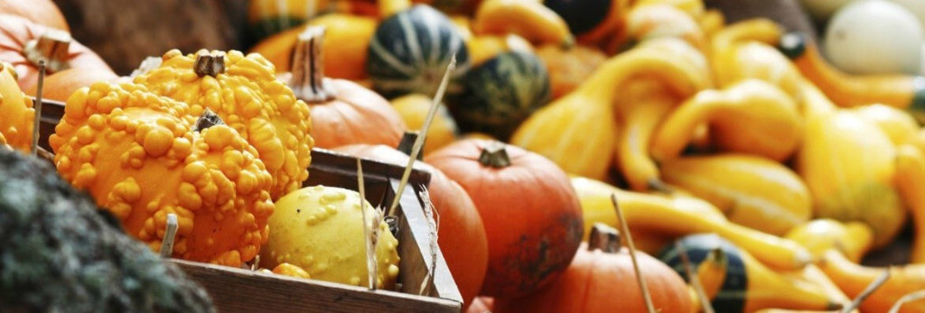 Pumpkin_Website_Banner_flip_.jpg Pumpkin_Website_Banner_flip_.jpg