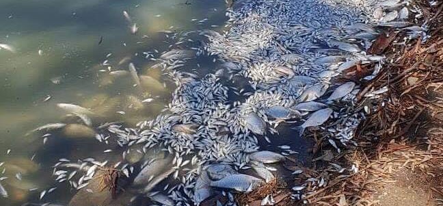 Call to reinstate Fisheries Office in Broken Hill Image