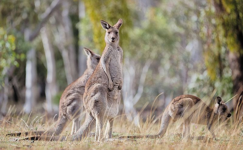 Barwon MP Roy Butler calls for changes to weight requirements for harvested kangaroo carcasses Image