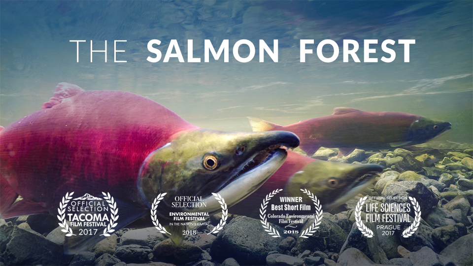 The Salmon Forest Documentary Film Sitka Conservation Society