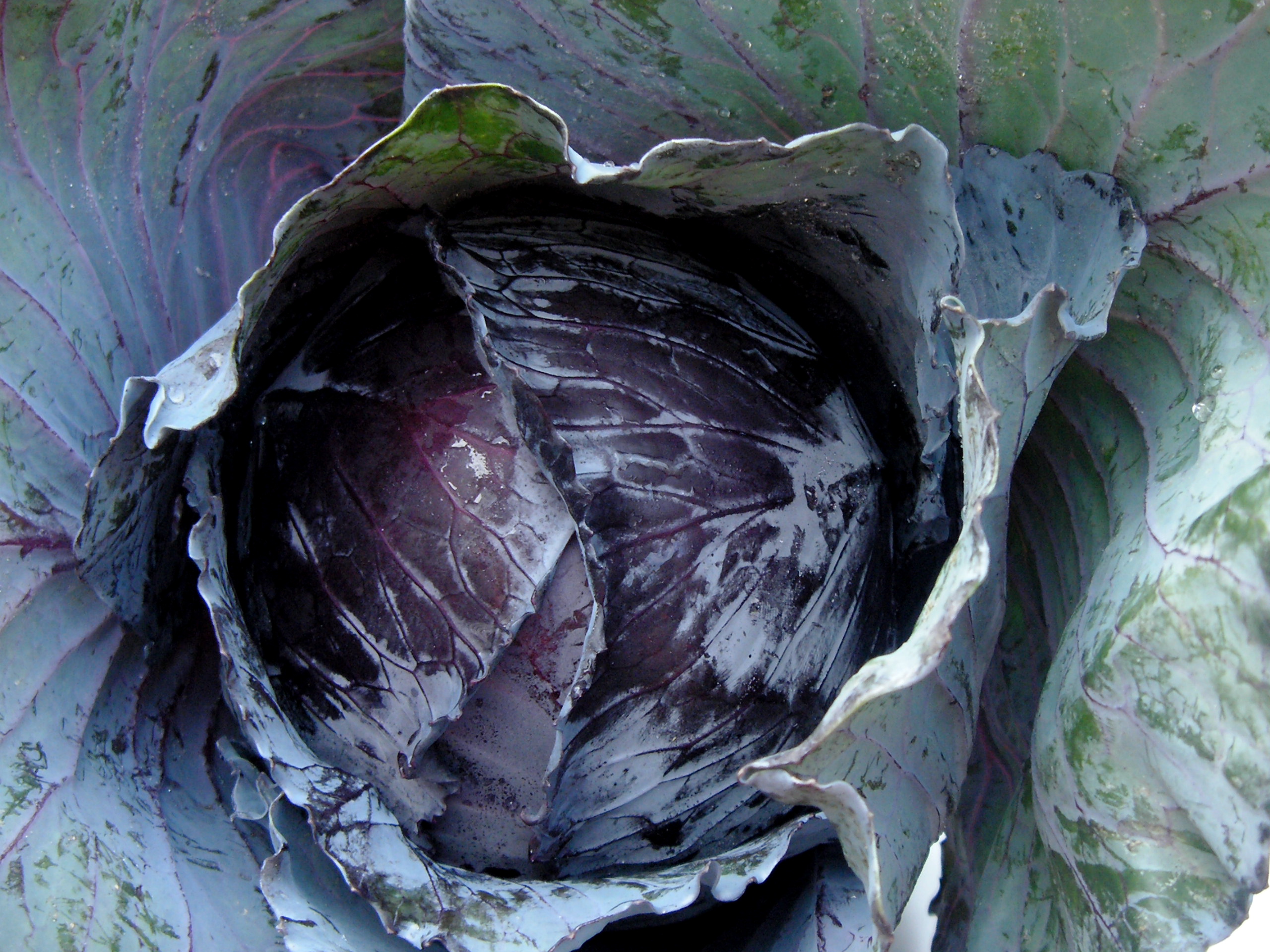 rupertuscabbage21 p62900212.jpg