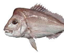 Collaborative effort to protect our vital fish stocks