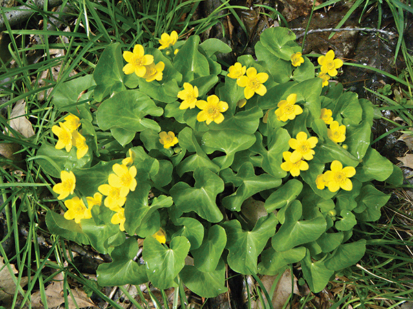 spring ephemerals sustainable cleveland spring ephemerals sustainable cleveland