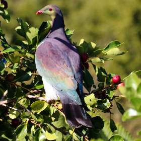Photo of Pat - Waipu