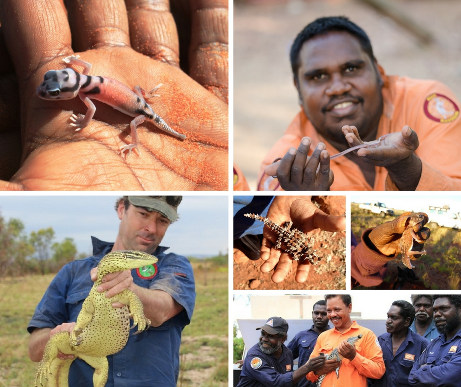 Reptile Awareness Day 3 ways Indigenous rangers protect reptiles