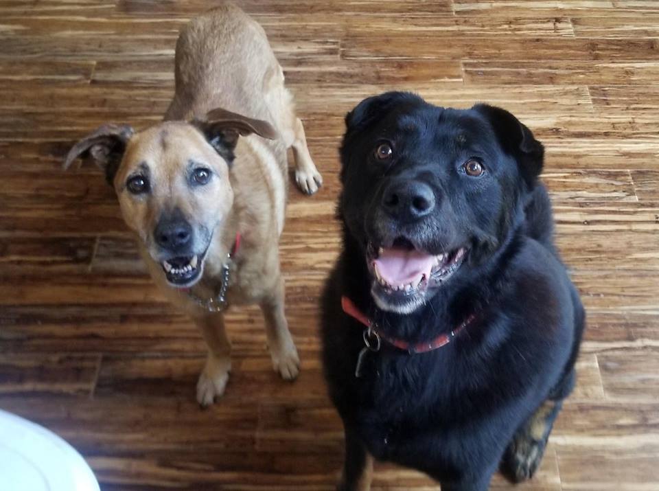 Hope For Paws collaborate with Animal adoption partners to save animals