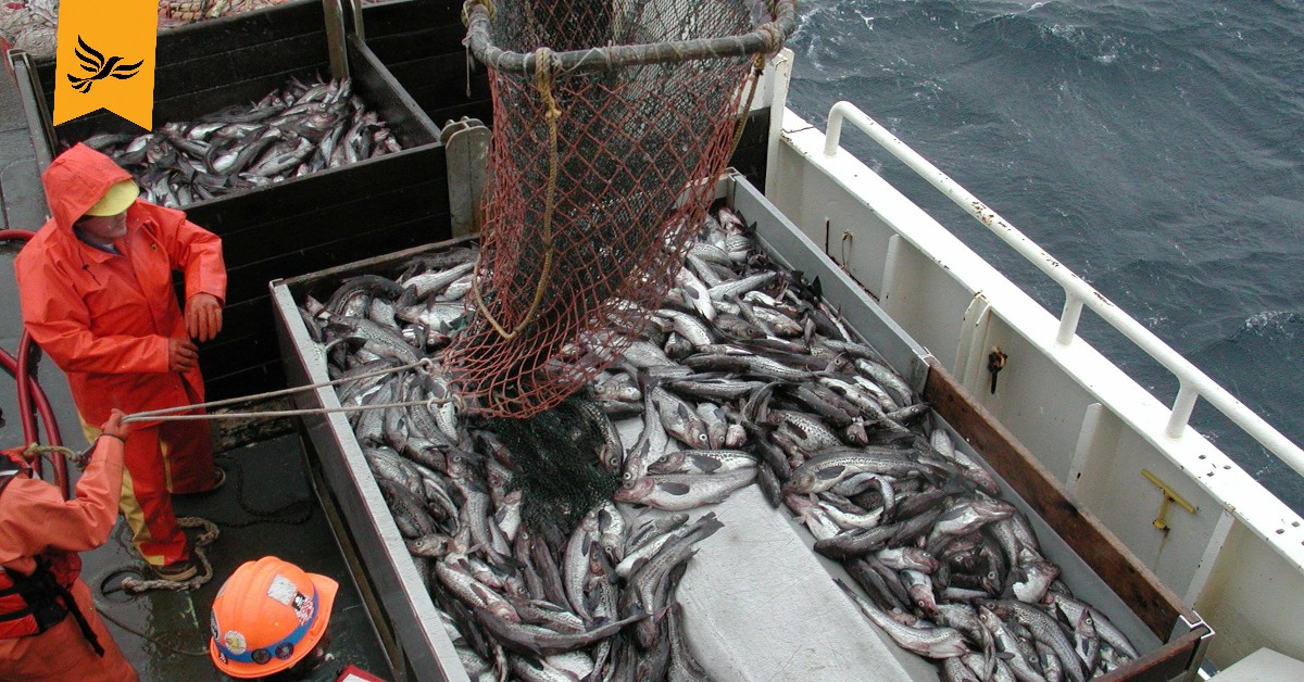 A fisherman brings in a catch.