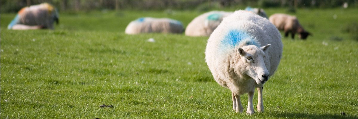 A sheep in a field with other sheep in the background.