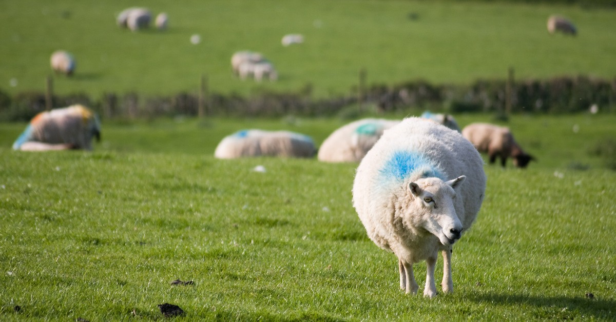 A sheep in a field with other sheep in the background.