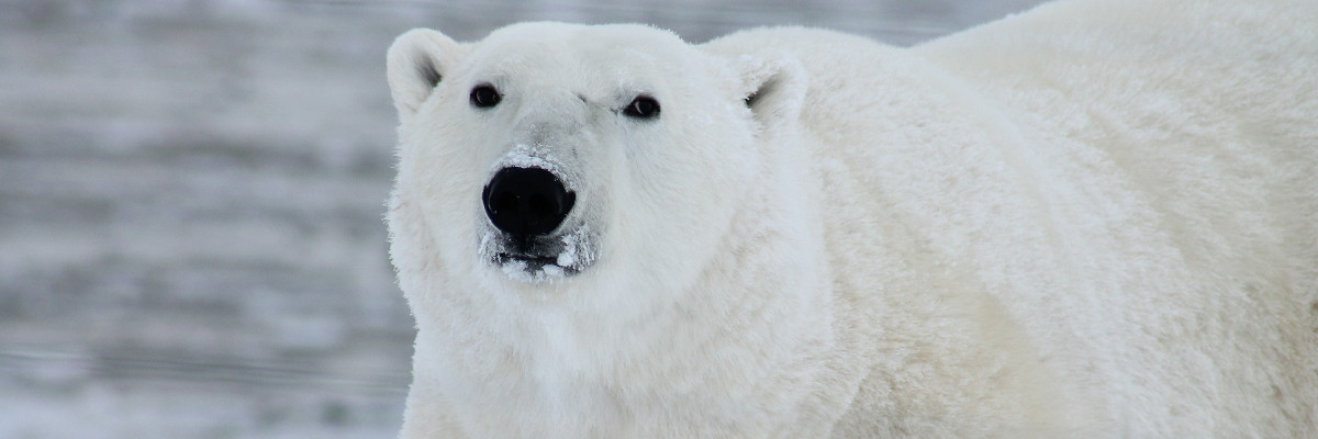 Polar bear.