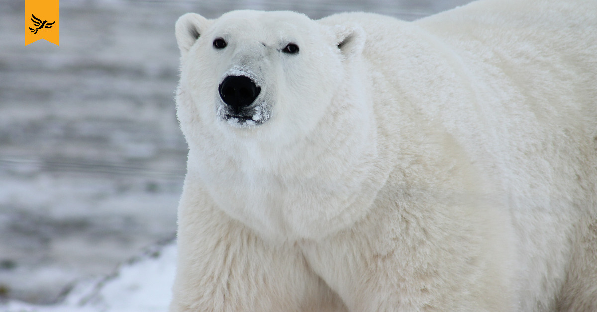 Polar bear.