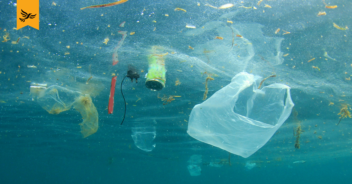 Plastic waste floating on the surface of water. Plastic like this is wreaking havoc on the environment